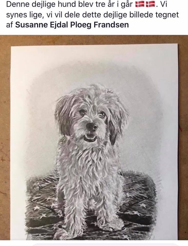 Portræt af hund